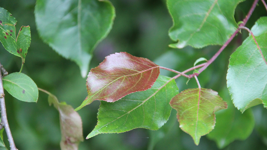Malus 'Rudolph' liście