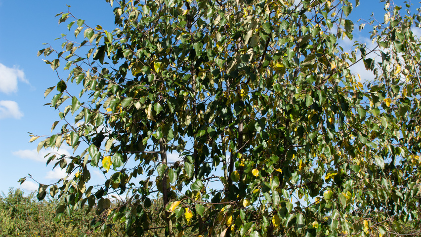 Malus 'Rudolph' wielopniowy