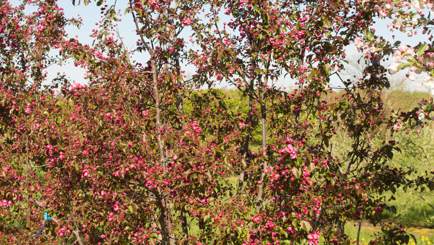 Malus 'Rudolph' wielopniowy