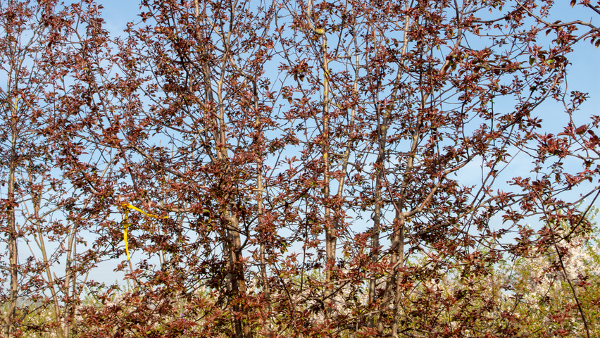 Malus 'Rudolph' wielopniowy