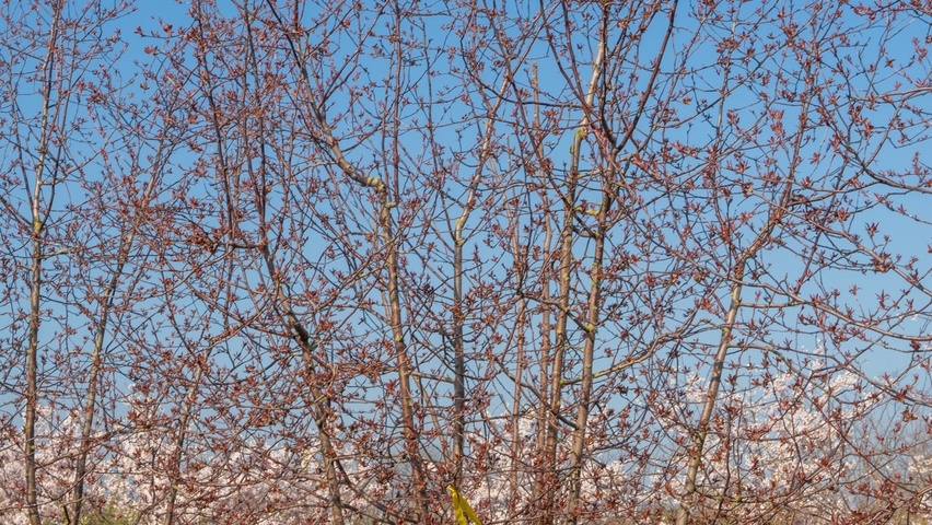 Malus 'Rudolph' wielopniowy
