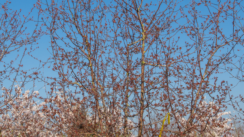 Malus 'Rudolph' wielopniowy