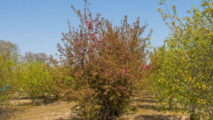 Malus 'Rudolph' wielopniowy