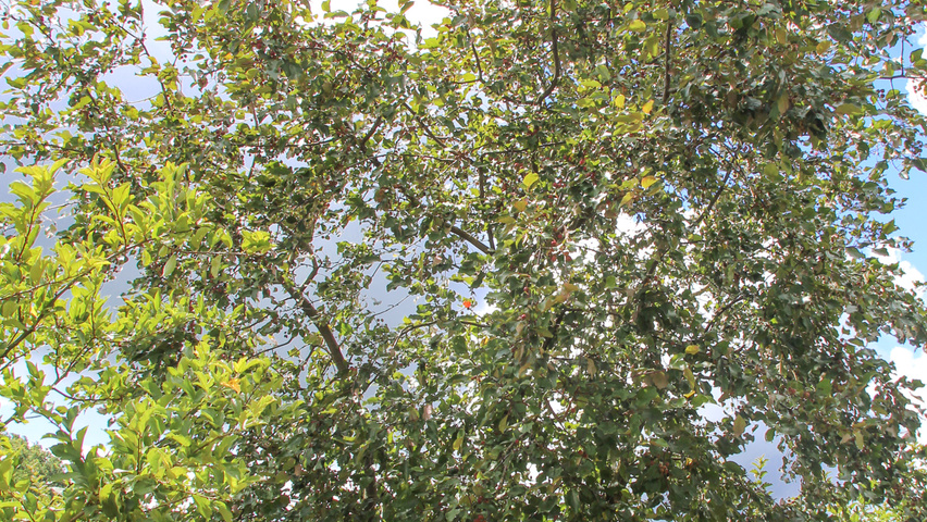 Malus 'Rudolph' wielopniowy parasolowaty