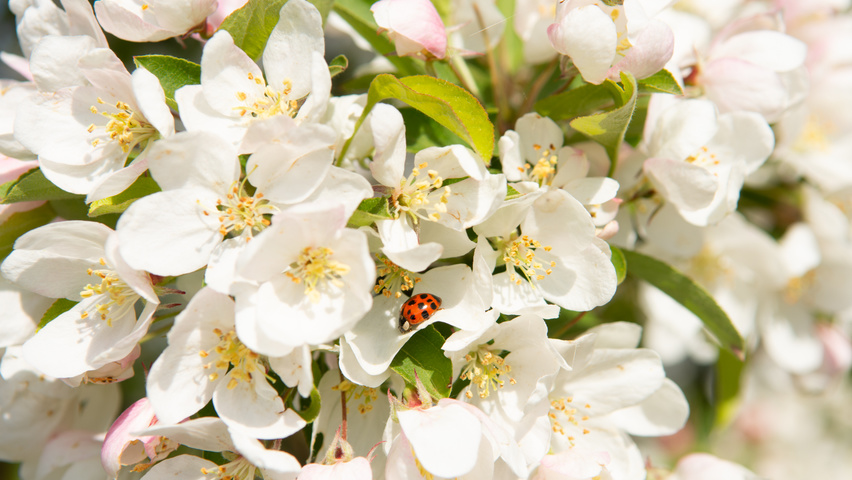 Malus 'Sugar Time' цветки