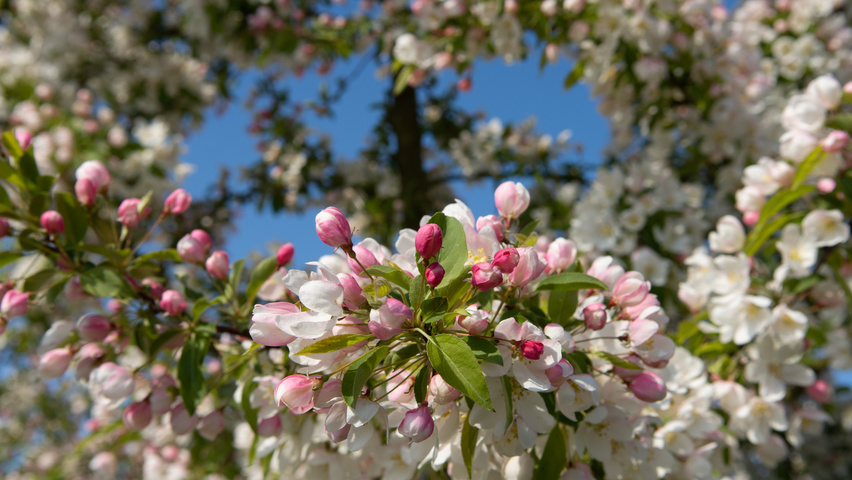 Malus 'Sugar Time' цветки