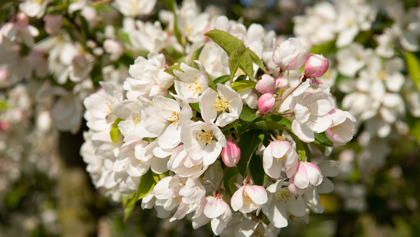 Malus 'Sugar Time' цветки