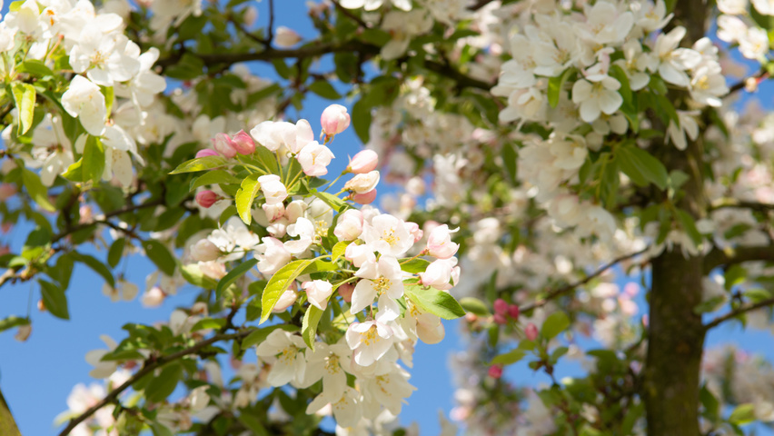 Malus 'Sugar Time' цветки