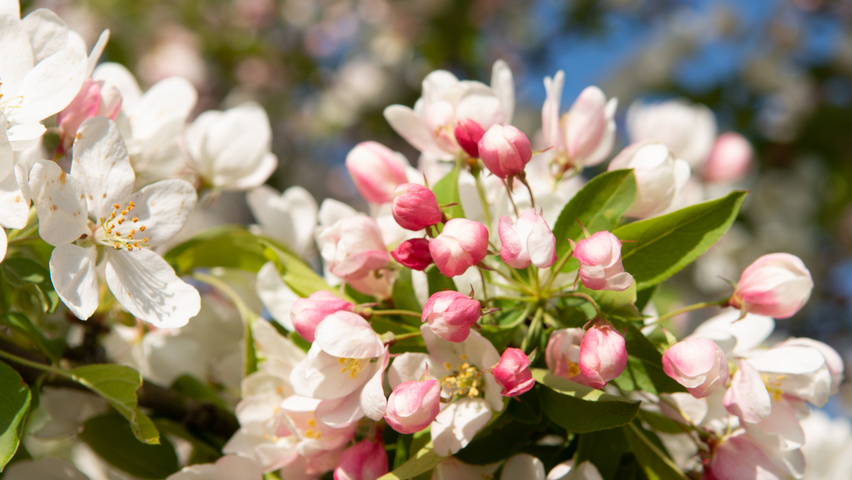 Malus 'Sugar Time' цветки