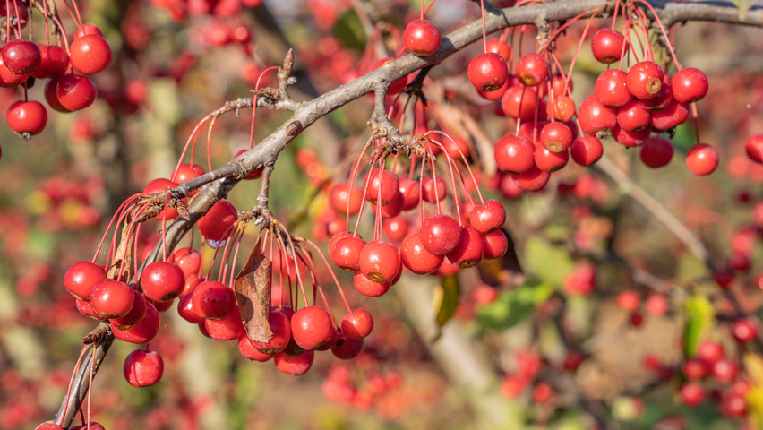 Malus 'Sugar Time' плоды