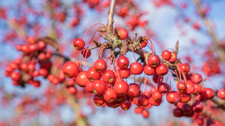 Malus 'Sugar Time' плоды