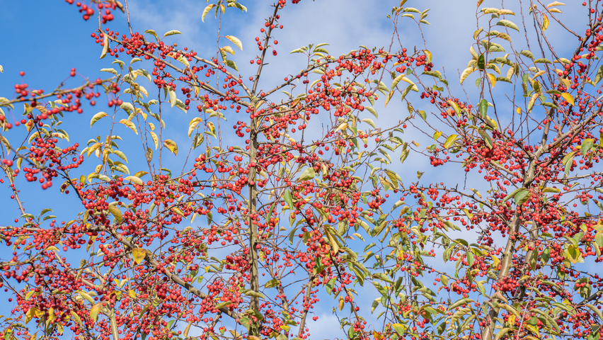 Malus 'Sugar Time' плоды