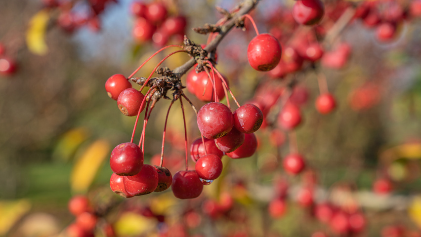 Malus 'Sugar Time' плоды