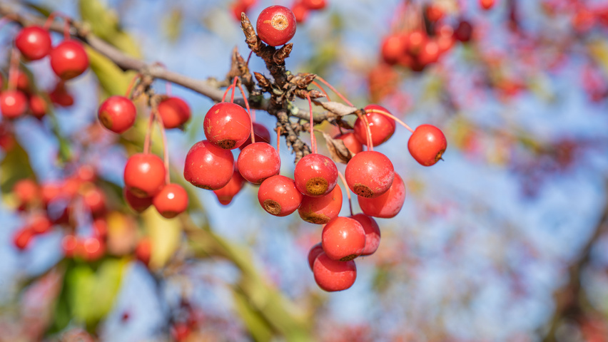 Malus 'Sugar Time' плоды