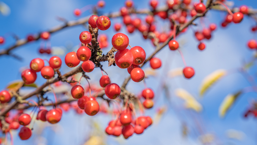 Malus 'Sugar Time' плоды