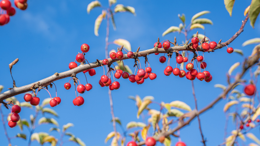 Malus 'Sugar Time' плоды