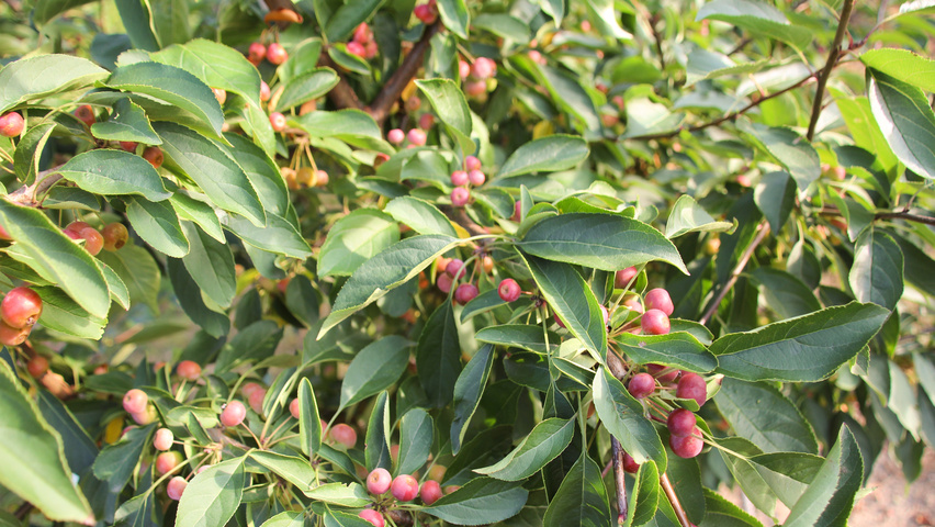 Malus 'Sugar Time' листья