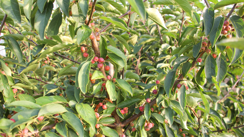 Malus 'Sugar Time' листья