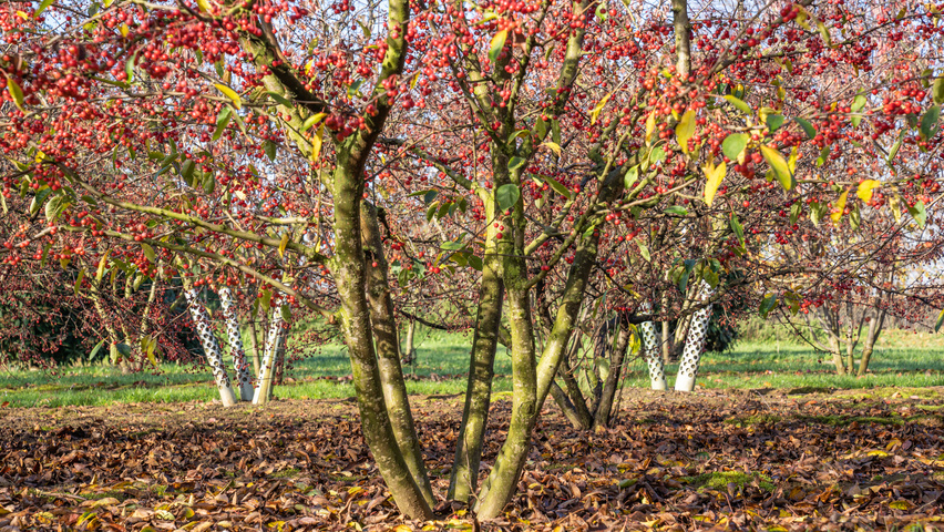 Malus 'Sugar Time' Многоствольные деревья