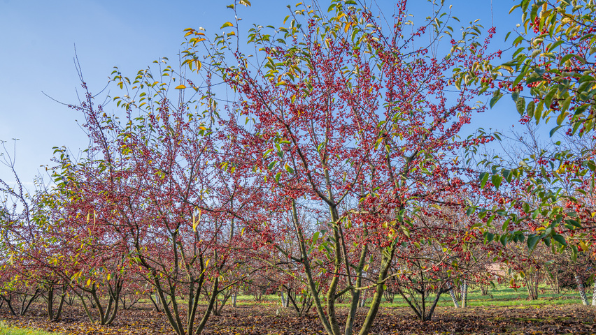 Malus 'Sugar Time' Многоствольные деревья
