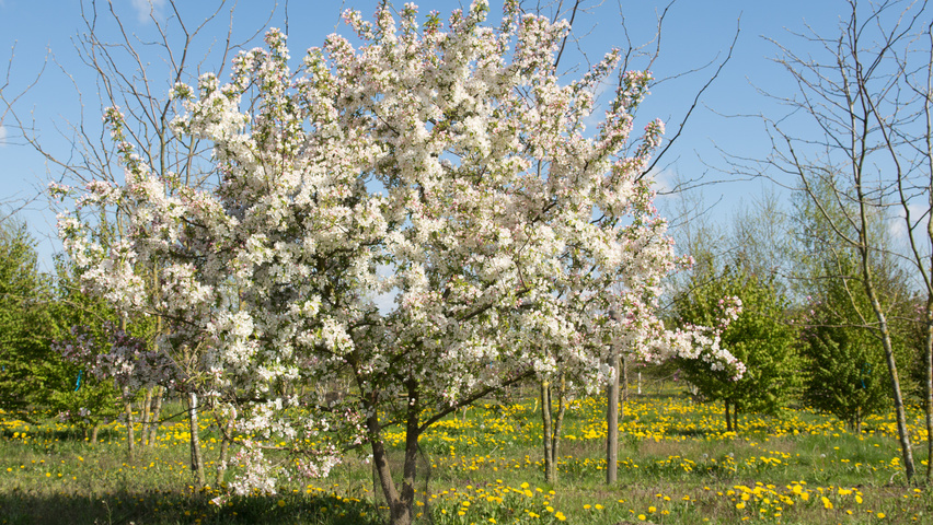 Malus 'Sugar Time' Многоствольные деревья