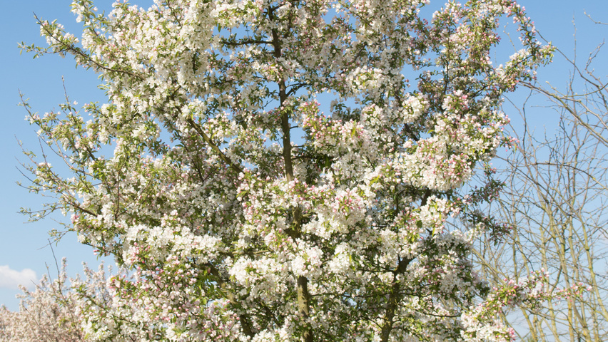 Malus 'Sugar Time' Многоствольные деревья