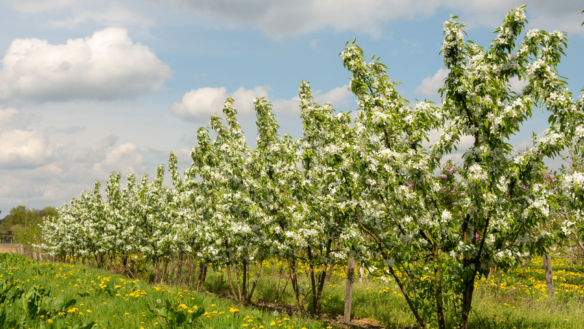 Malus 'Sugar Time' Многоствольные деревья