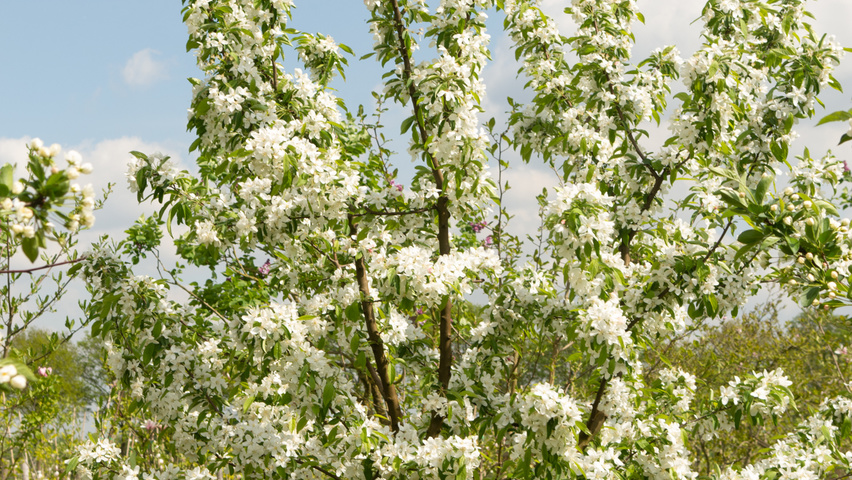 Malus 'Sugar Time' Многоствольные деревья
