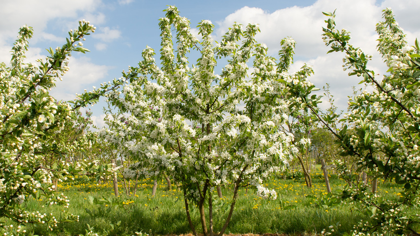 Malus 'Sugar Time' Многоствольные деревья