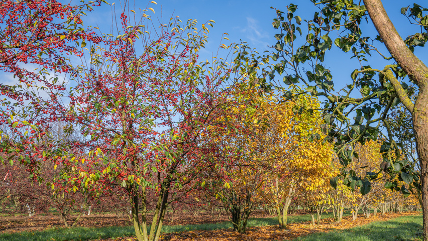 Malus 'Sugar Time' Многоствольные деревья