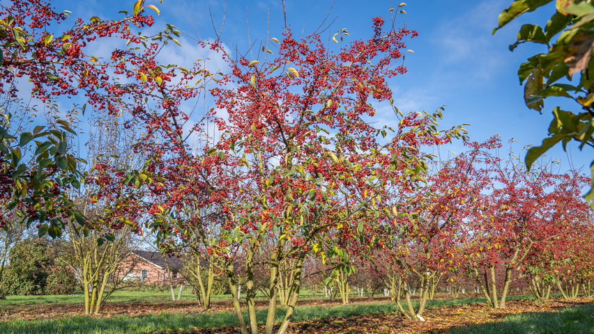 Malus 'Sugar Time' Многоствольные деревья