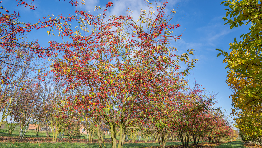 Malus 'Sugar Time' Многоствольные деревья