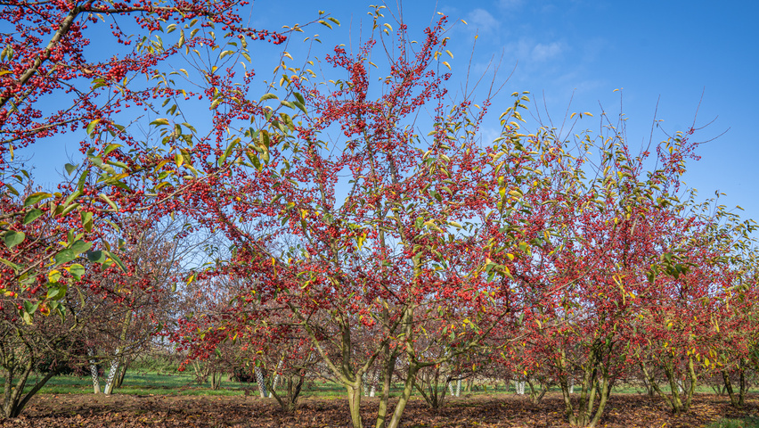 Malus 'Sugar Time' Многоствольные деревья