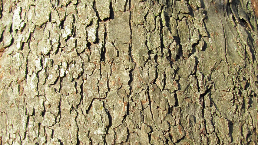 Malus sylvestris bast