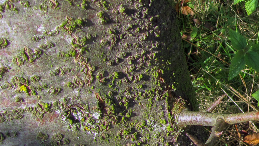 Malus sylvestris bast