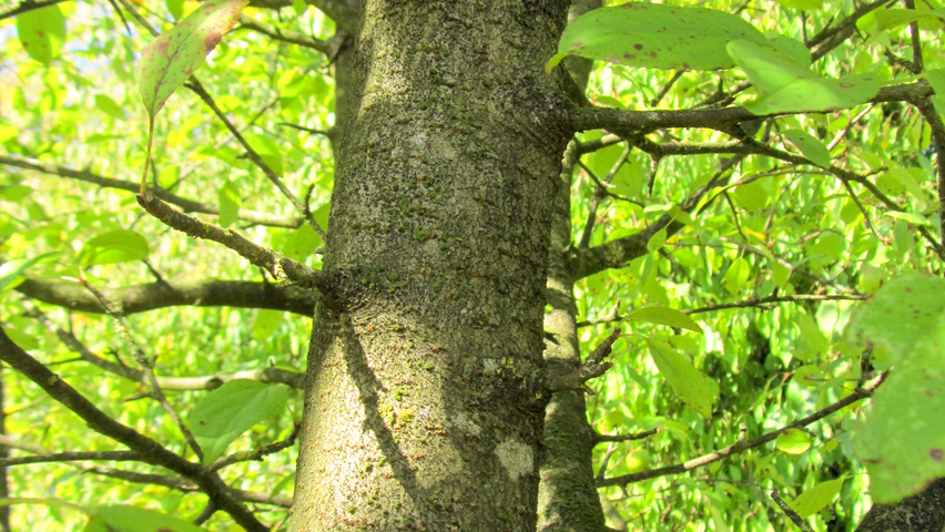 Malus sylvestris bast