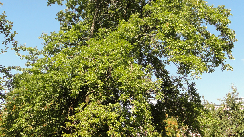 Malus sylvestris karakteristiek