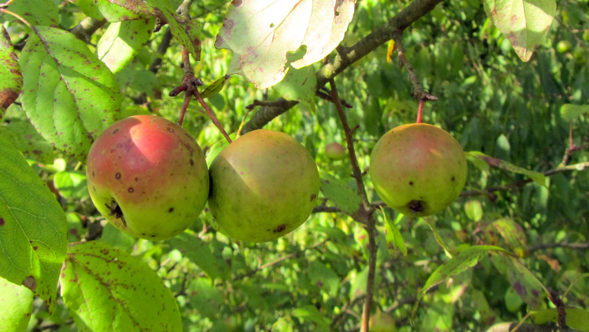 Malus sylvestris vrucht