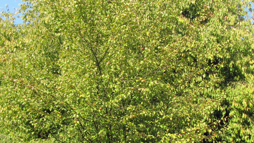 Malus sylvestris halfstam