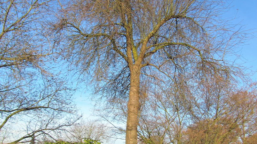 Malus sylvestris hoogstam