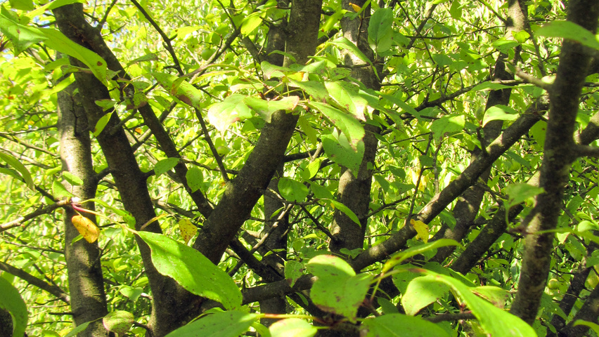 Malus sylvestris blad