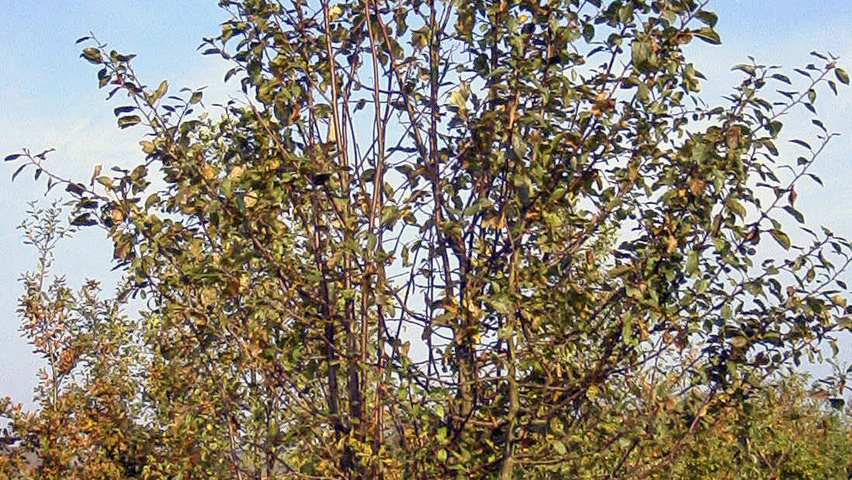 Malus sylvestris meerstammig