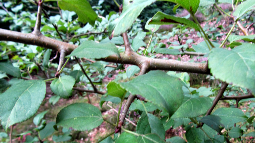 Malus sylvestris twijgen