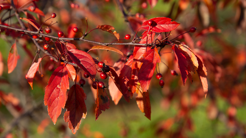 Malus toringo 'Freja' feuilles automnale