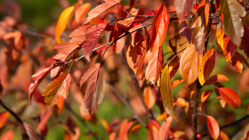 Malus toringo 'Freja' feuilles automnale