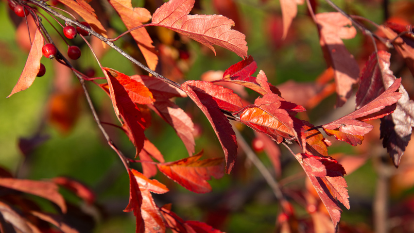 Malus toringo 'Freja' feuilles automnale