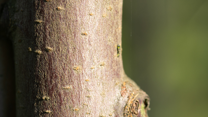 Malus toringo 'Freja' tronc