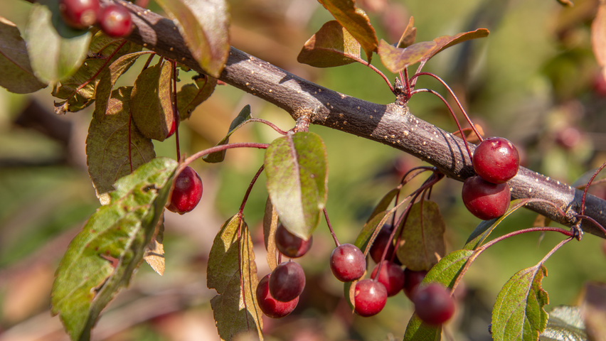 Malus toringo 'Freja' fruits
