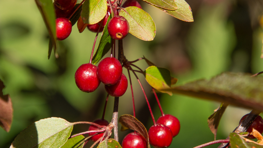 Malus toringo 'Freja' fruits