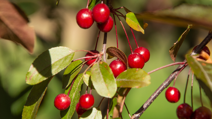 Malus toringo 'Freja' fruits